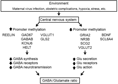 Changes in DNA methylation cause a GABA/glutamate neurotransmitter imbalance in the brain of patients with schizophrenia.